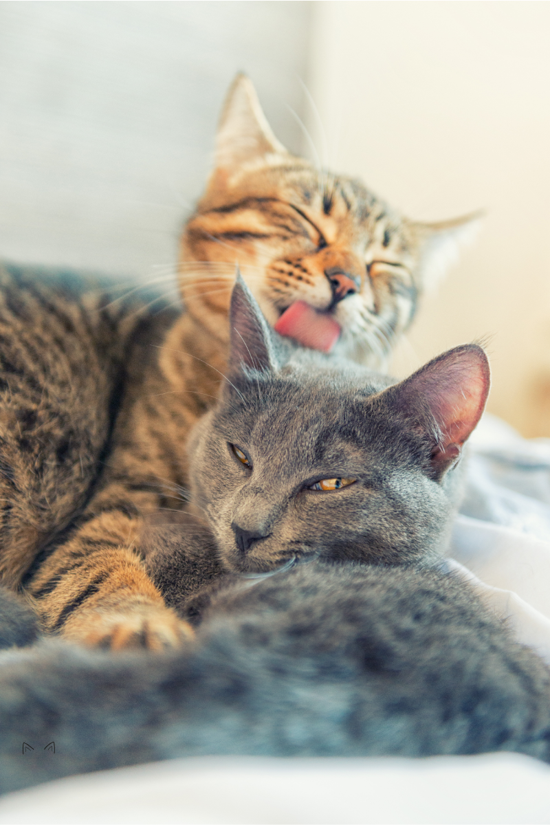How To Prepare Your Home for a Rescue Cat: A Guide to a Smooth Transition